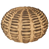 Lined Shell Ball