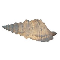 Shell Lamp